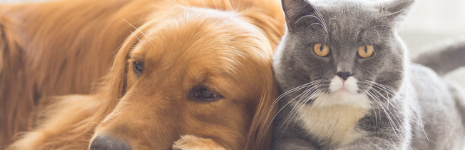 Pets