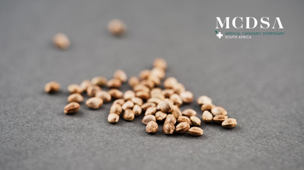Cannabis seeds South Africa