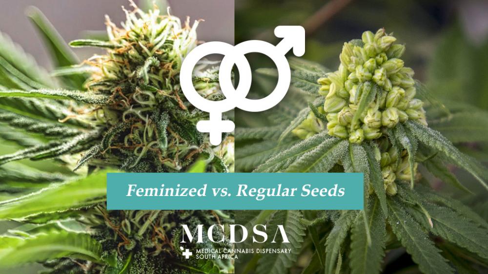 Feminized versus regular seeds