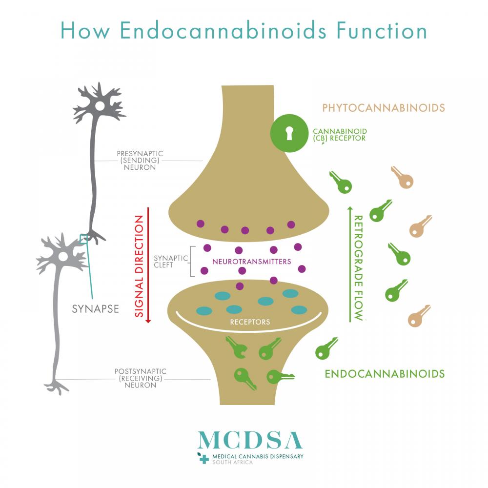 Cannabis science endocannabinoid function