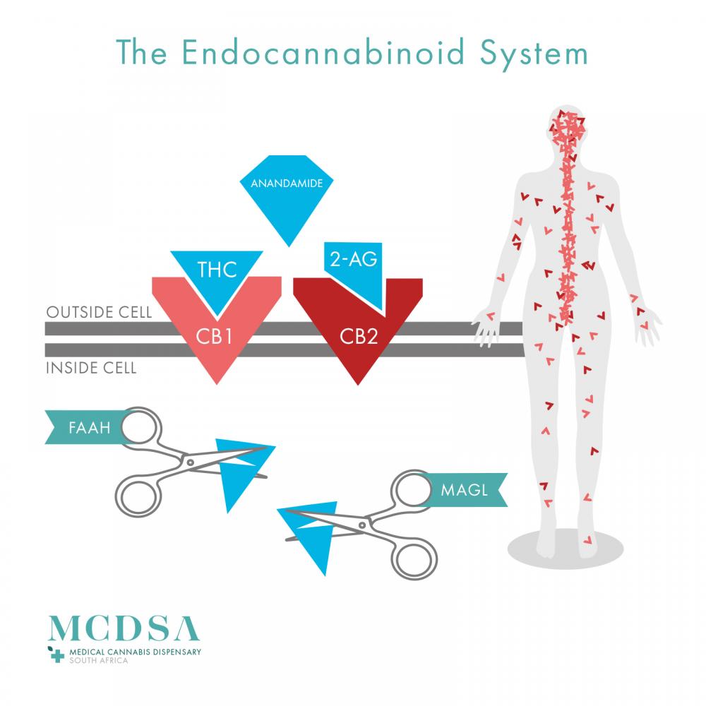 The endocannabinoid system with CB1 and CB2 receptors