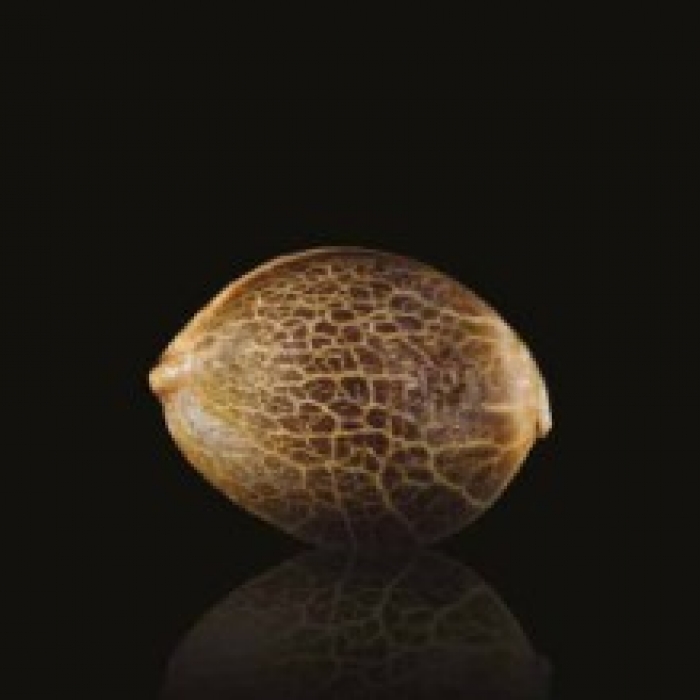 Cannabis Seeds